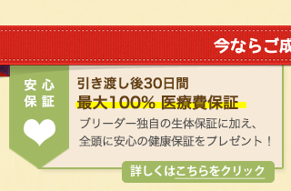 メインクーン・ブリーダーズ 特典1